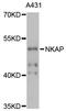 NF-kappa-B-activating protein antibody, LS-C748777, Lifespan Biosciences, Western Blot image 