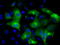 Interferon Induced Protein With Tetratricopeptide Repeats 3 antibody, TA500726, Origene, Immunofluorescence image 