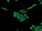 Cystatin C antibody, 12245-1-AP, Proteintech Group, Immunofluorescence image 