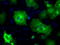 Phosphodiesterase 10A antibody, LS-C114733, Lifespan Biosciences, Immunofluorescence image 