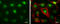 Metal-response element-binding transcription factor 2 antibody, GTX115634, GeneTex, Immunocytochemistry image 