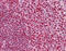 Protein CASP antibody, 51-446, ProSci, Enzyme Linked Immunosorbent Assay image 