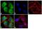 Gephyrin antibody, 720218, Invitrogen Antibodies, Immunofluorescence image 