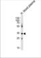 Apolipoprotein E antibody, TA302010, Origene, Western Blot image 