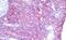 Gap Junction Protein Alpha 1 antibody, MBS248943, MyBioSource, Immunohistochemistry frozen image 