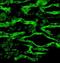 Tachykinin 3 antibody, orb11135, Biorbyt, Immunofluorescence image 