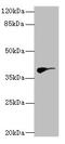 Dehydrodolichyl Diphosphate Synthase Subunit antibody, LS-C675638, Lifespan Biosciences, Western Blot image 