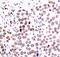 PC4 And SFRS1 Interacting Protein 1 antibody, MA5-14821, Invitrogen Antibodies, Immunohistochemistry frozen image 