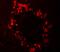Regulator Of G Protein Signaling 22 antibody, A12367, Boster Biological Technology, Immunofluorescence image 