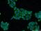 LYN Proto-Oncogene, Src Family Tyrosine Kinase antibody, 18135-1-AP, Proteintech Group, Immunofluorescence image 