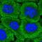 Disheveled-associated activator of morphogenesis 1 antibody, NBP1-81492, Novus Biologicals, Immunofluorescence image 