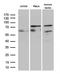 RNA polymerase II elongation factor ELL antibody, LS-C799897, Lifespan Biosciences, Western Blot image 