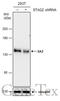 Cohesin subunit SA-2 antibody, GTX129876, GeneTex, Western Blot image 