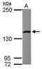 Leucine Rich Pentatricopeptide Repeat Containing antibody, TA308649, Origene, Western Blot image 