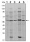 Dpc4 antibody, AM06501SU-N, Origene, Western Blot image 