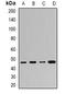 Actin-like protein 6B antibody, orb377894, Biorbyt, Western Blot image 