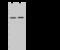 HMW Cytokeratin antibody, 102060-T36, Sino Biological, Western Blot image 