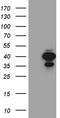 M-PST antibody, CF811332, Origene, Western Blot image 