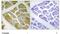 MyHC-IIb antibody, TA314226, Origene, Immunohistochemistry frozen image 