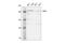 Bromodomain-containing protein 4 antibody, 63759S, Cell Signaling Technology, Western Blot image 