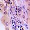 Hepatic lipase antibody, orb214195, Biorbyt, Immunohistochemistry paraffin image 