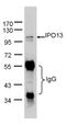 Lgl2 antibody, LS-C185927, Lifespan Biosciences, Immunoprecipitation image 