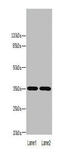 LYPD3 antibody, orb24925, Biorbyt, Western Blot image 