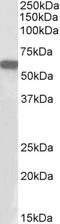 E2F-1 antibody, STJ73044, St John