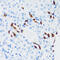ATPase H+ Transporting V1 Subunit G3 antibody, 15-546, ProSci, Immunohistochemistry paraffin image 