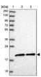 Mitochondrial Ribosomal Protein S25 antibody, PA5-60386, Invitrogen Antibodies, Western Blot image 