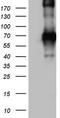 CD68 Molecule antibody, CF802966, Origene, Western Blot image 