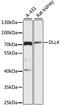 Delta Like Canonical Notch Ligand 4 antibody, LS-C748013, Lifespan Biosciences, Western Blot image 