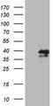 MAX Dimerization Protein 4 antibody, TA808862S, Origene, Western Blot image 