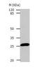 HP1 alpha antibody, TA323817, Origene, Western Blot image 