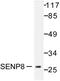 SUMO Peptidase Family Member, NEDD8 Specific antibody, LS-C176351, Lifespan Biosciences, Western Blot image 