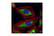 Ribosomal Protein S3 antibody, 2579S, Cell Signaling Technology, Immunocytochemistry image 