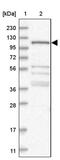 WD Repeat Domain 47 antibody, PA5-55569, Invitrogen Antibodies, Western Blot image 