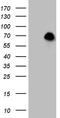 Forkhead Box O1 antibody, CF810689, Origene, Western Blot image 