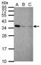 Interferon Induced Protein 35 antibody, NBP2-16920, Novus Biologicals, Western Blot image 