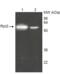 Proteasome 19S Rpt2/S4 subunit antibody, BML-PW0530-0100, Enzo Life Sciences, Western Blot image 