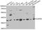 COP9 Signalosome Subunit 5 antibody, A13401, ABclonal Technology, Western Blot image 