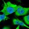 Rho GTPase Activating Protein 27 antibody, HPA023919, Atlas Antibodies, Immunofluorescence image 