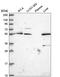 Interferon Regulatory Factor 2 Binding Protein 1 antibody, HPA049480, Atlas Antibodies, Western Blot image 