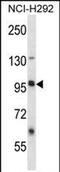Leucine Rich Repeat Containing 8 VRAC Subunit B antibody, PA5-71868, Invitrogen Antibodies, Western Blot image 