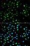 Early Endosome Antigen 1 antibody, orb329566, Biorbyt, Immunofluorescence image 