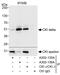 Casein kinase I isoform delta antibody, A302-136A, Bethyl Labs, Immunoprecipitation image 