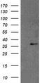 Retinol Dehydrogenase 14 antibody, CF502316, Origene, Western Blot image 
