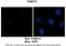 Poly(A) Binding Protein Cytoplasmic 1 antibody, 25-606, ProSci, Western Blot image 