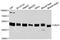 CUGBP Elav-Like Family Member 1 antibody, MBS9128098, MyBioSource, Western Blot image 