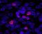 Zinc Fingers And Homeoboxes 3 antibody, IHC-00299, Bethyl Labs, Immunofluorescence image 